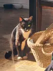 Our handsome man Taz 