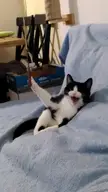 Our little Tuxedo Demon ❤️