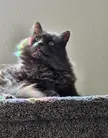 Our Nebelung blepping the rainbow!