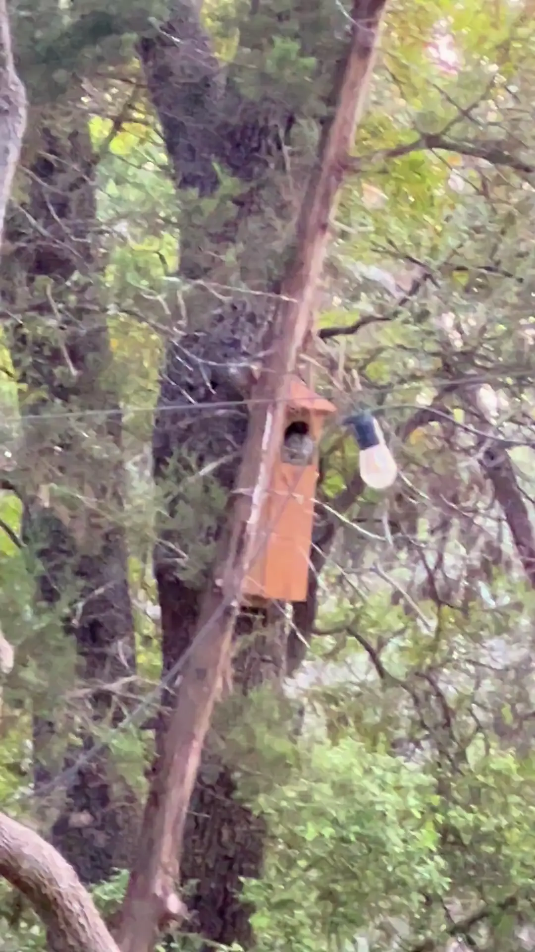 Owl in TEXAS! I spotted this owl for the first time in the owl box in our backyard! Wow so big