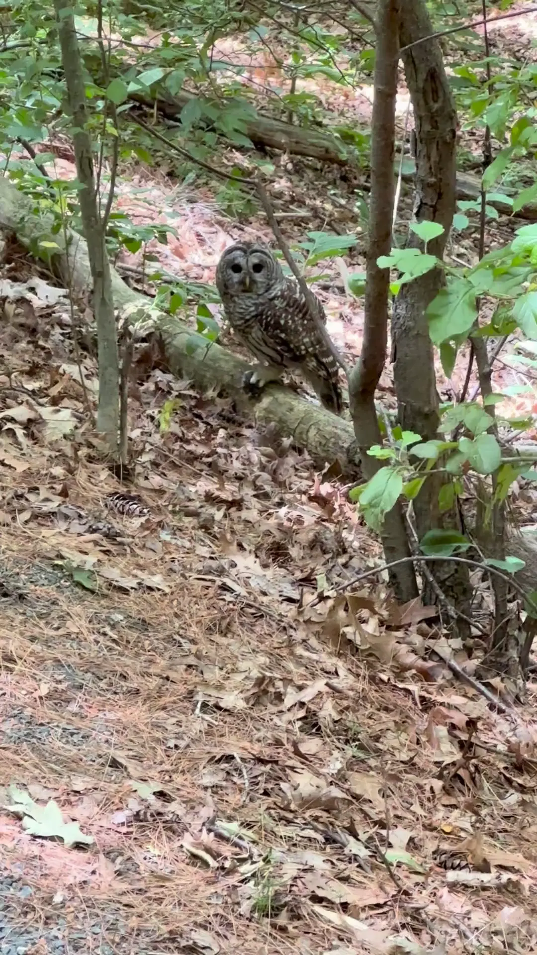 Owl with Recently Captured Prey!