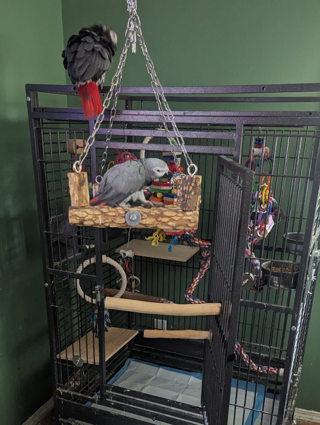 Thumbnail for Cage Modifications For Macaws With Geriatric Care