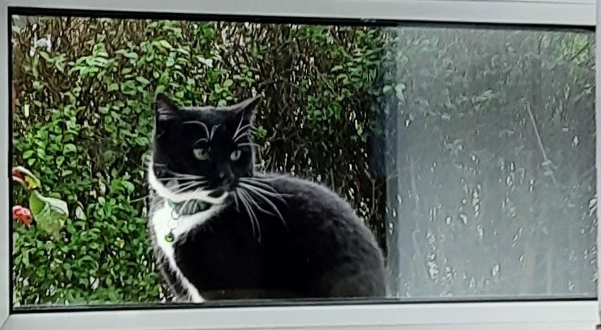 Aria tux