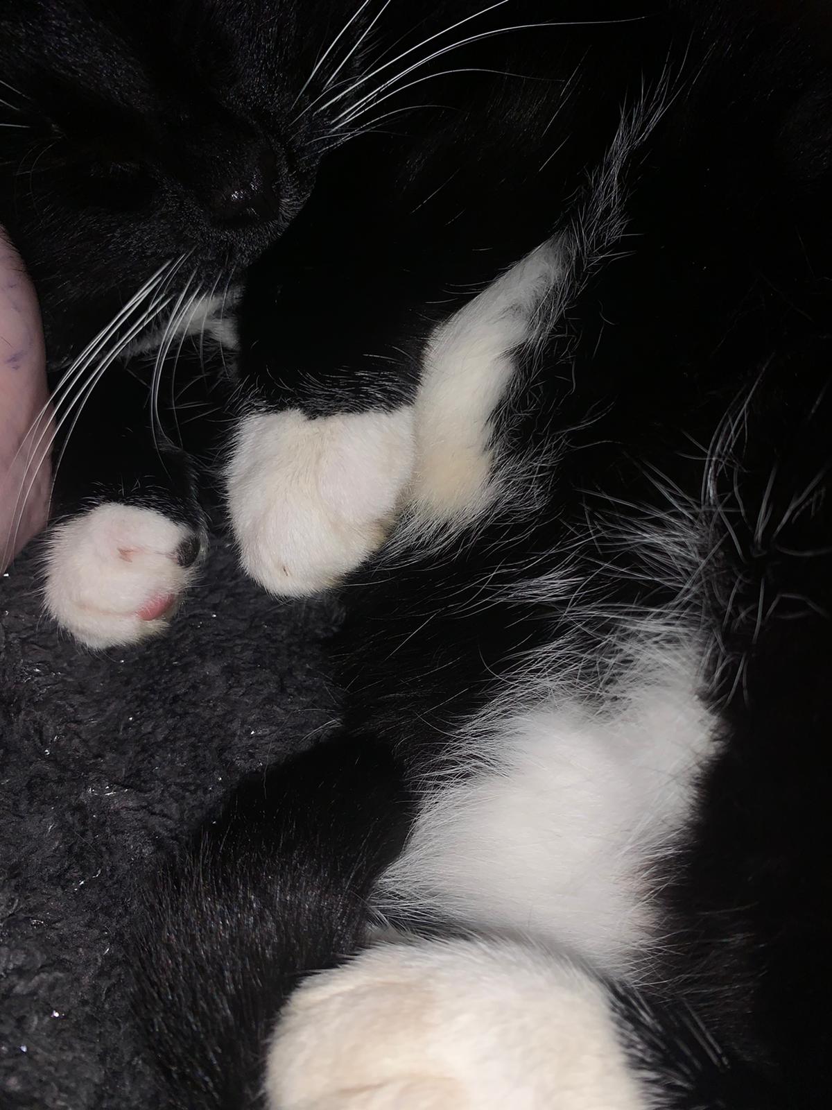 Aria, a cute black and white tuxedo cat, in various indoor and outdoor close-up shots.