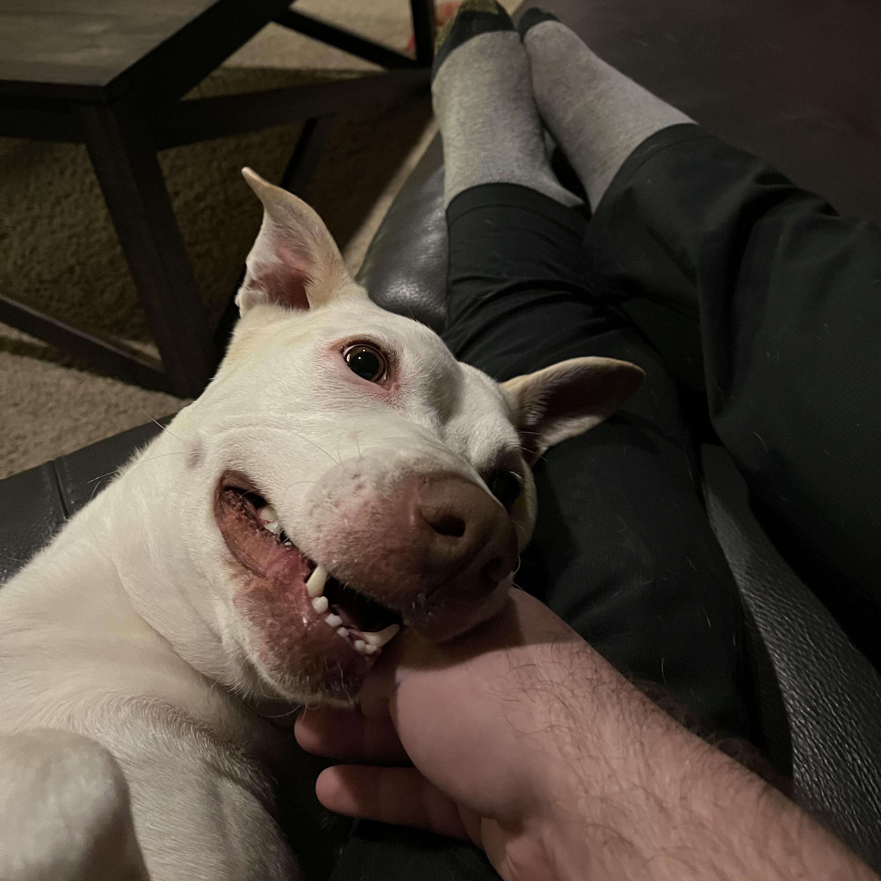 CHOMP (it took a few tries to get a proper picture, she kept nibbling ...