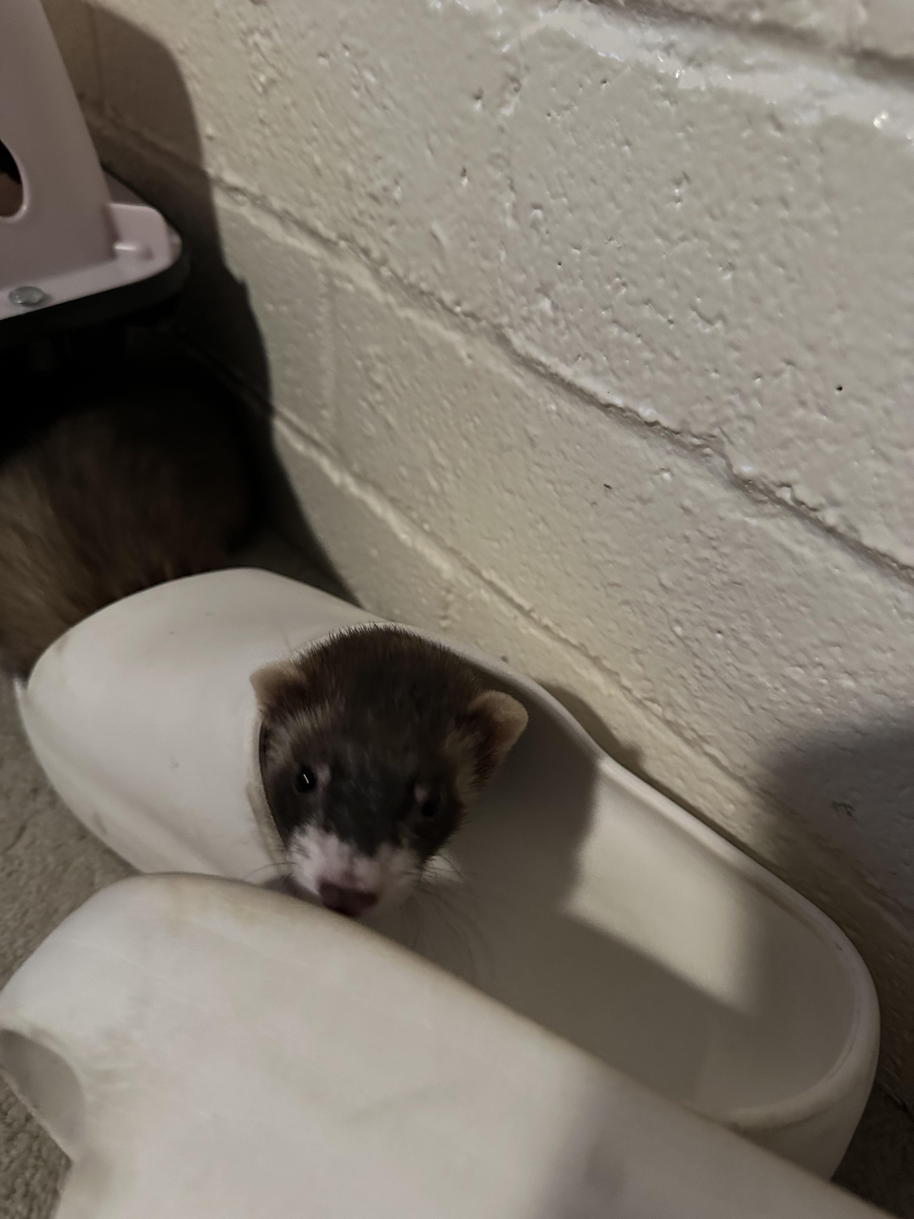 I bought a Marshall ferret today