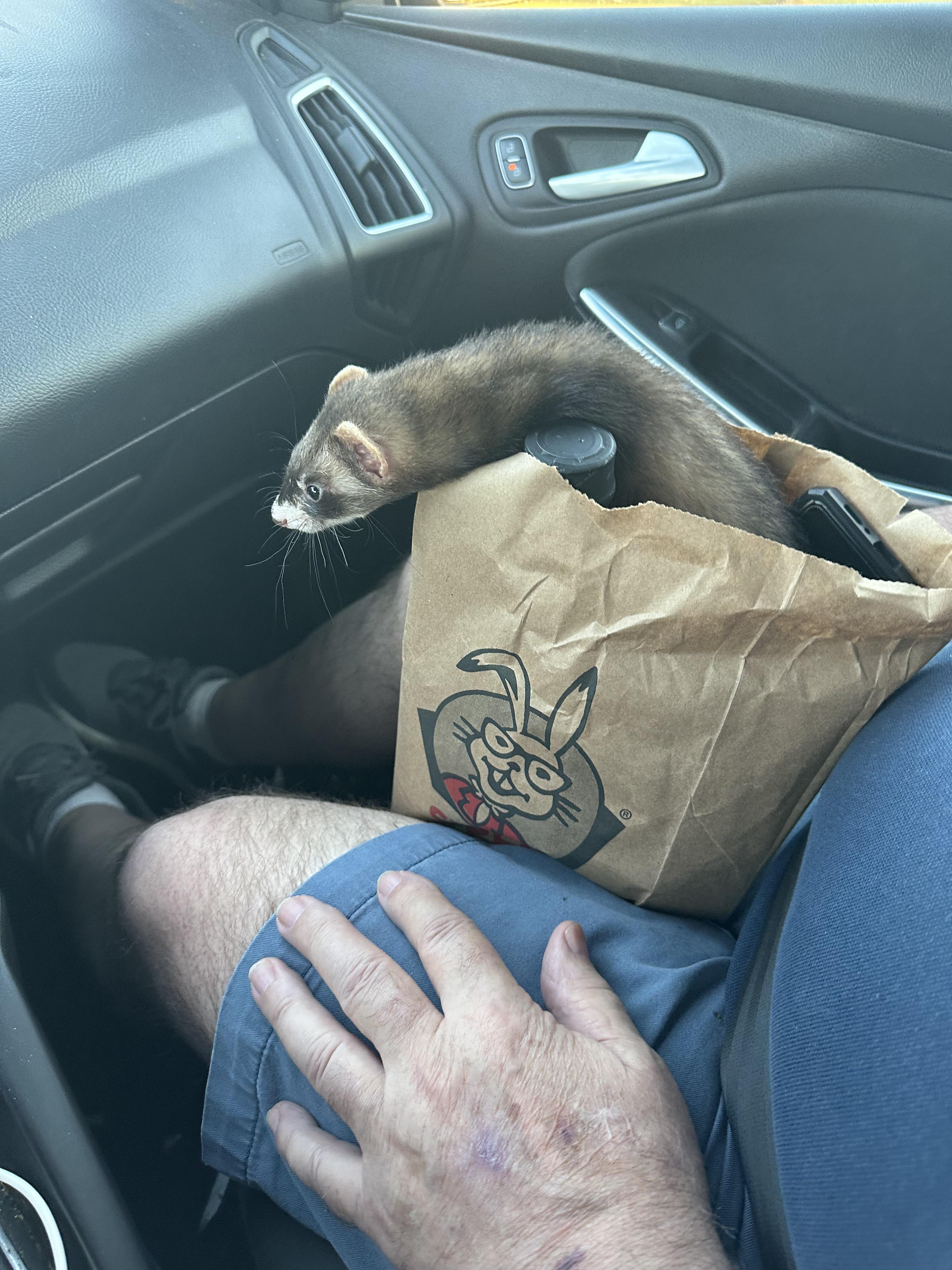 A Marshall ferret inside a urinal and then sitting on a person's lap in a car interior.