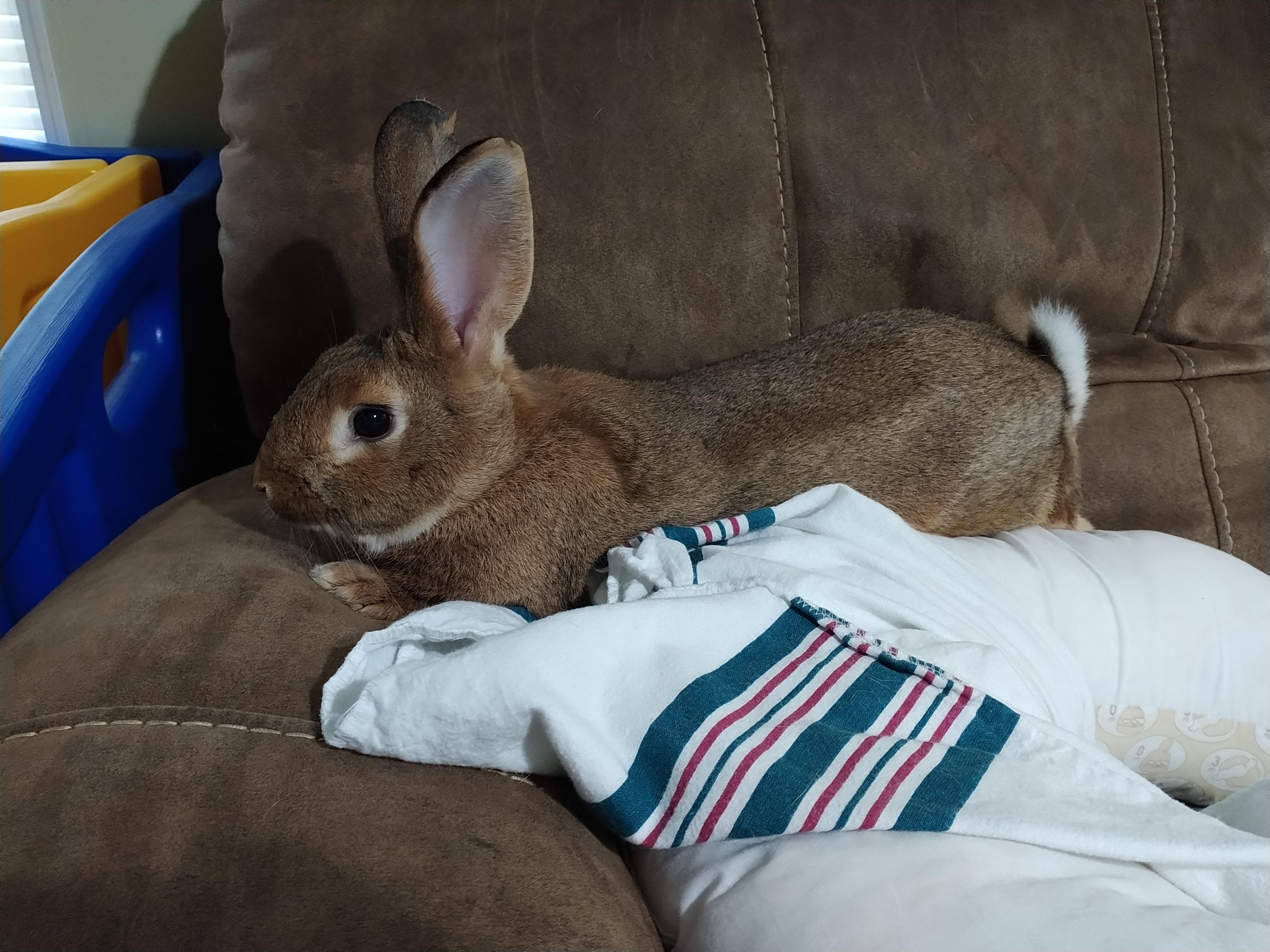 My beast of Flemish giant. still a young buck lots of growing still ...