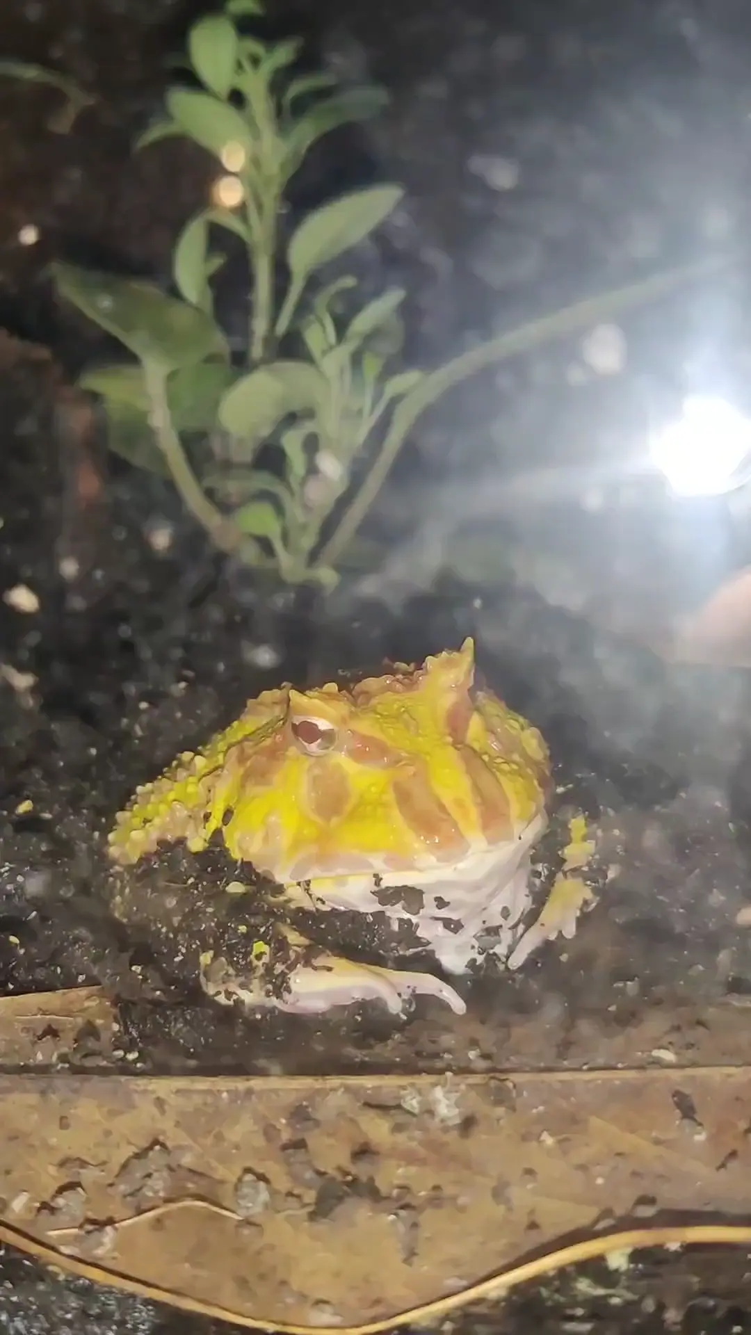 Pacman frog opening and closing mouth rhythmically 