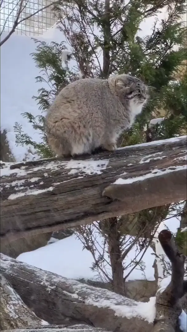 Pallas Cats are well adapted to cold weather, our boy here doesn't seem bothered at all