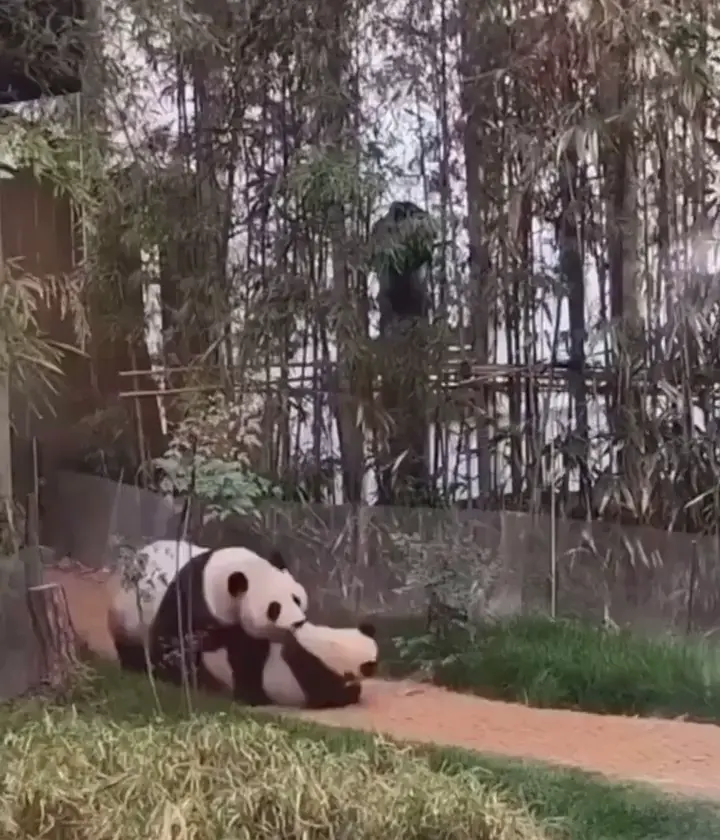 Panda parenthood