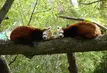 parallel sleeping pandas