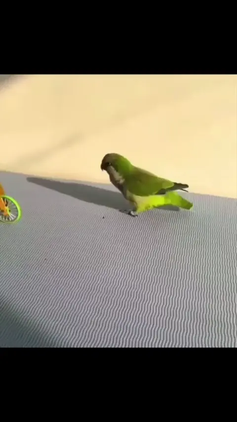 Parrot on a bicycle
