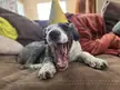 Party Girl