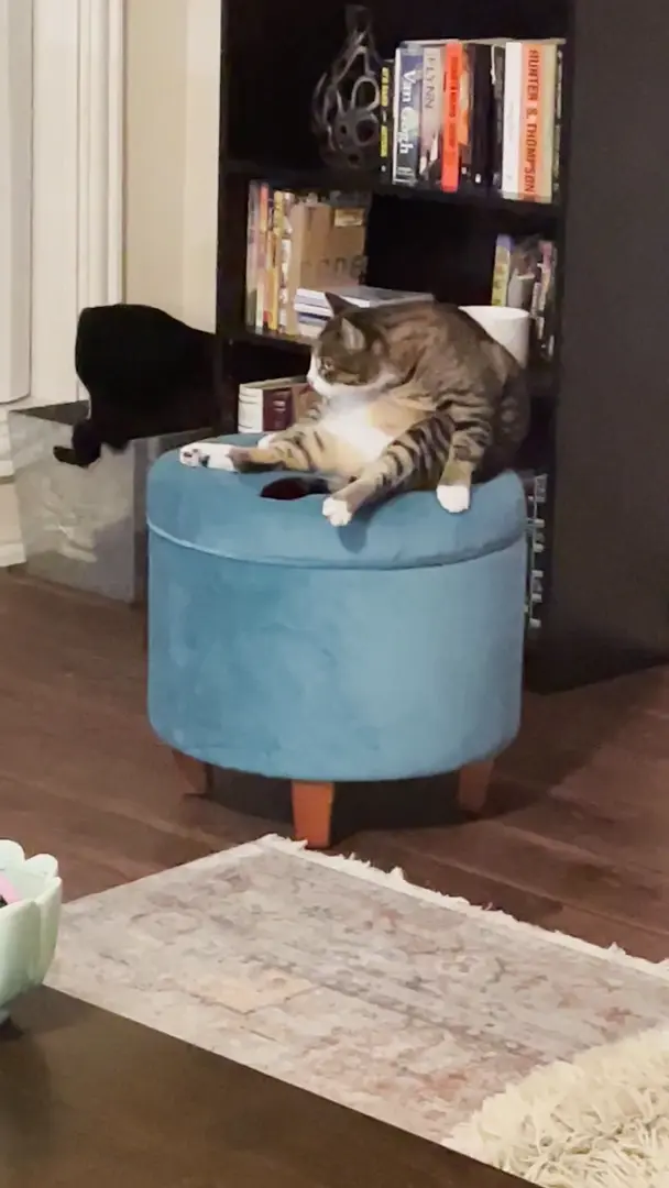 Pawsitively confused