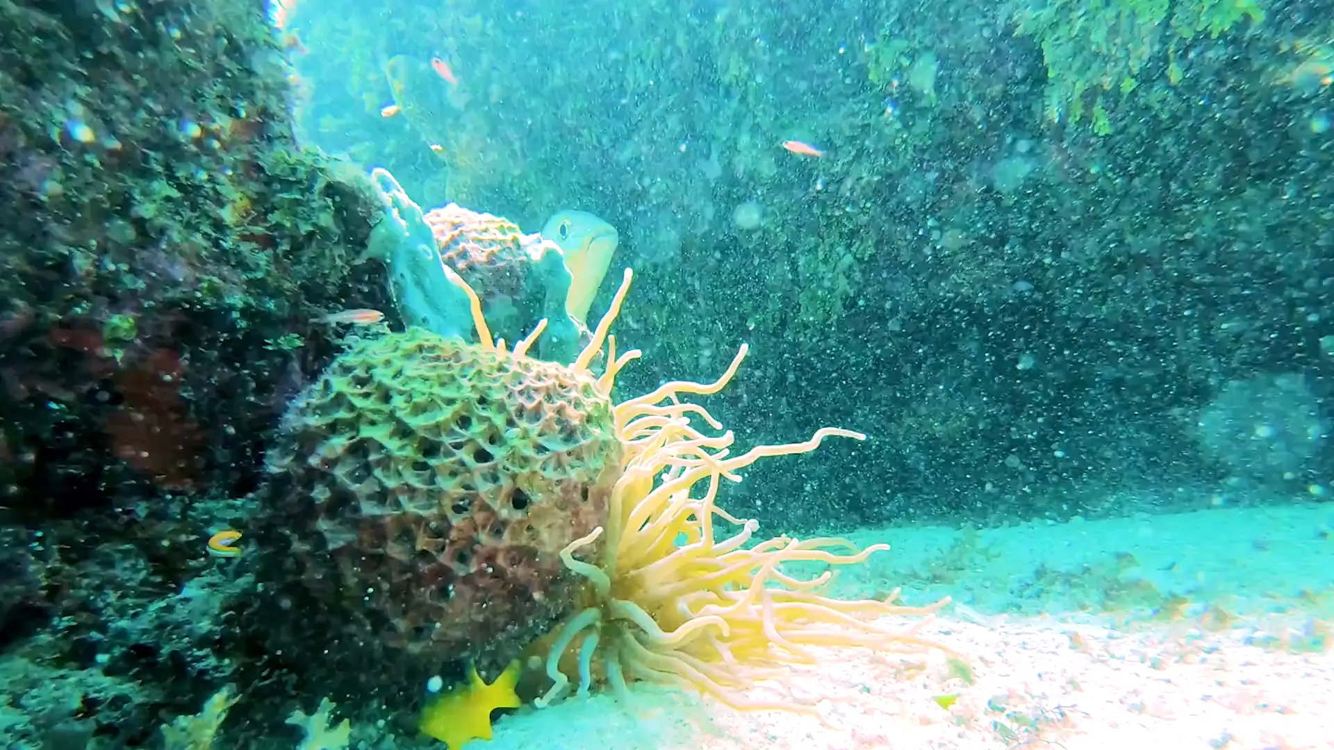 Peaceful underwater world of Chankanaab, Isla Cozumel