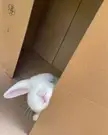 Peek-a-Boo Bunny 🐰