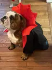 Penelope the Scary Vampire