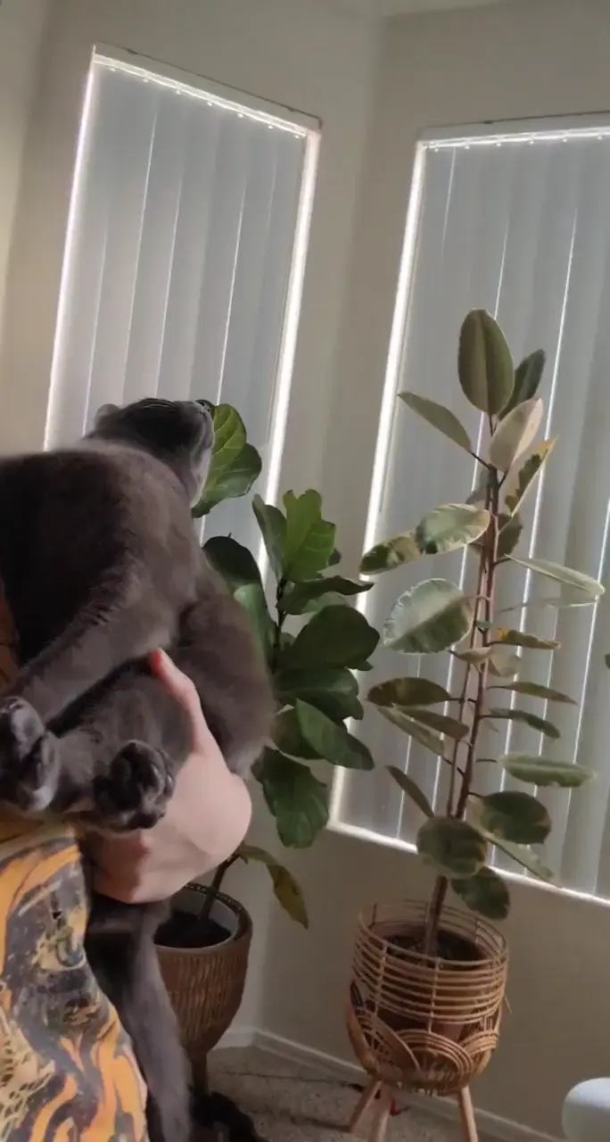 Pest control does ceiling patrol