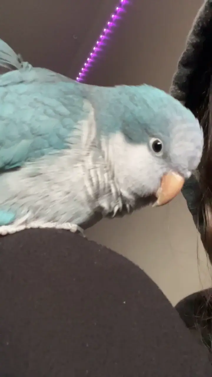 Pets please mom