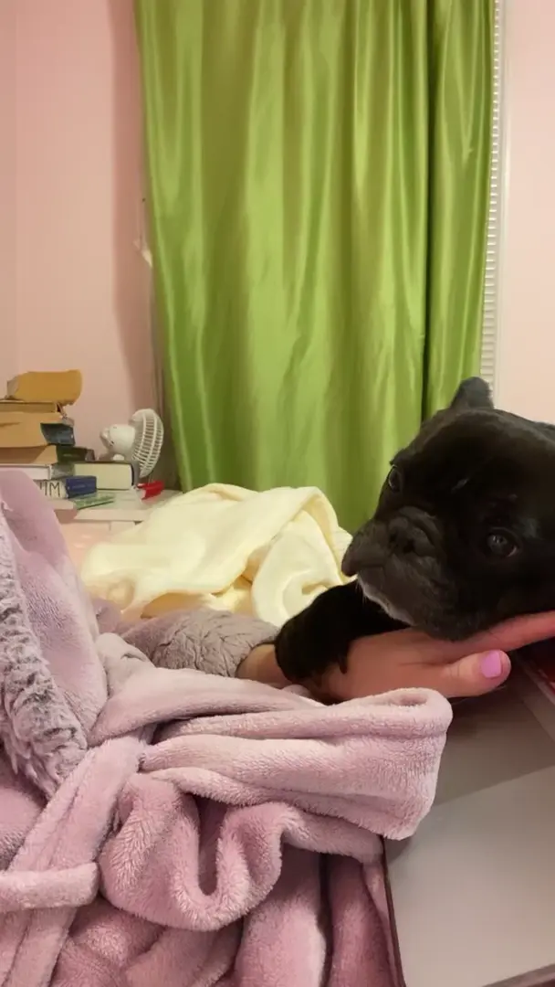 Pets take precedence over final papers!