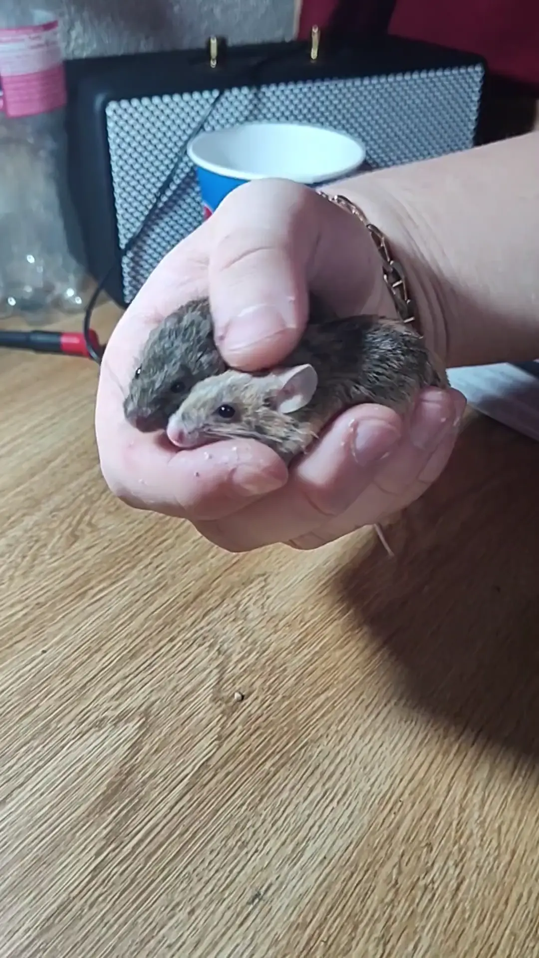 Petting 2 mice at the same time 