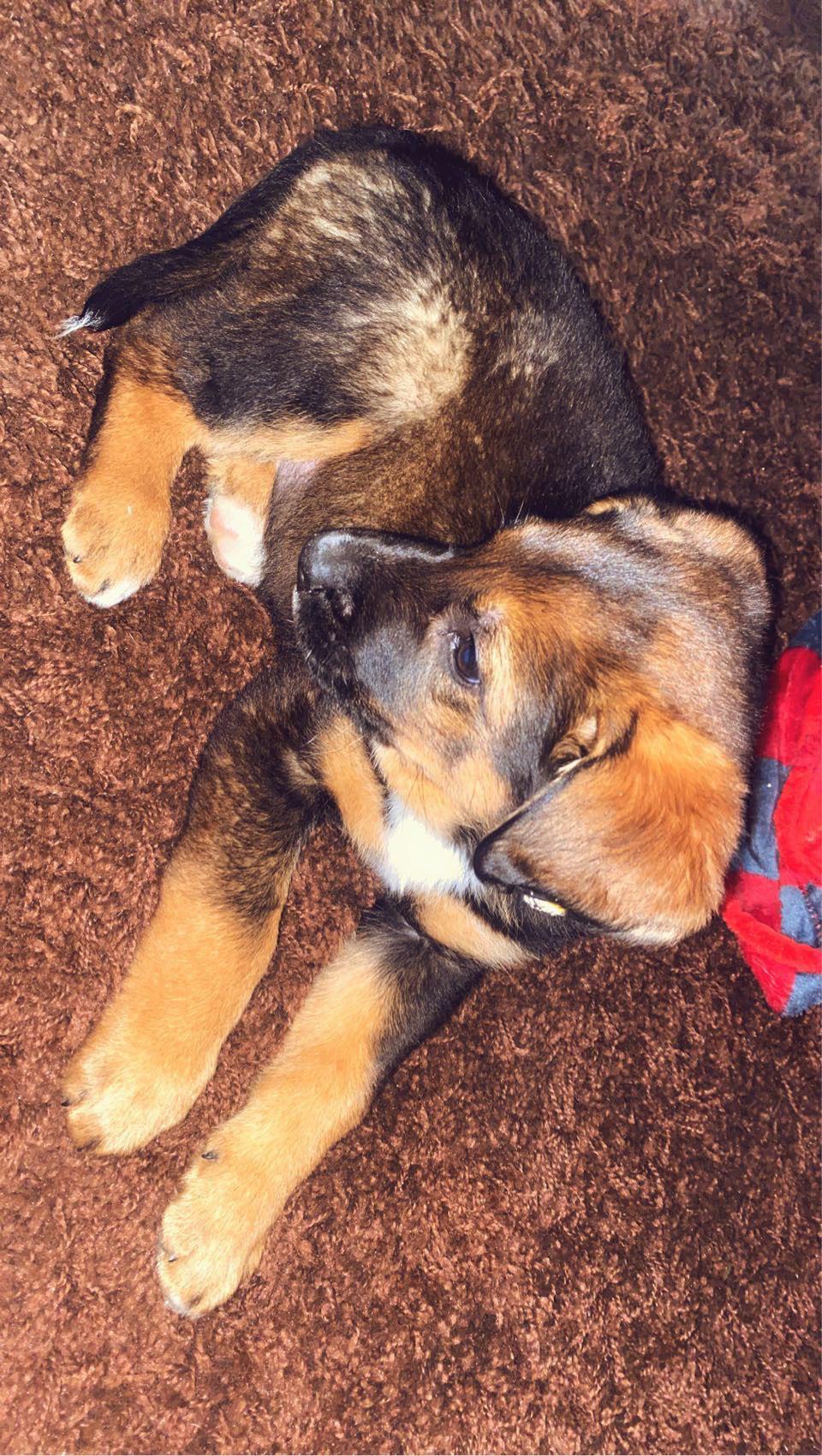 Lokai then and now. Half Berner Half German Shep. Most traits are ...