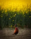 Pheasant in rape field [4754x5943]