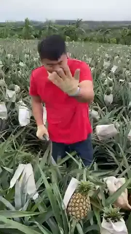 Piao pia 4 | Scrolller