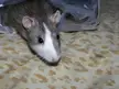 pic of Peanut