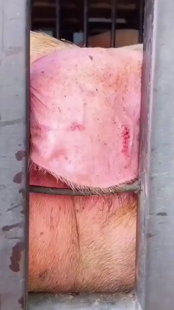 Pig in captivity 