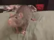 PIG is always thinking of crimes. You can see it in his eyes.