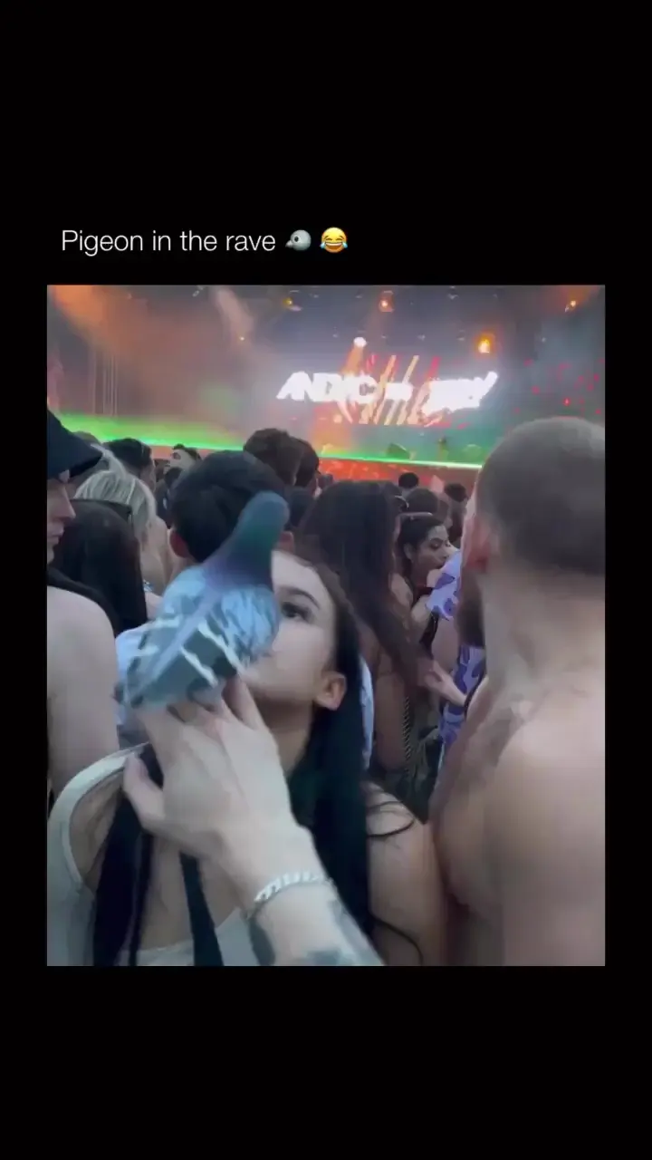 Pigeon Rave Pigeon at the rave | Scrolller