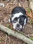 Piggy loves walks in the woods