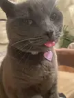 Pink blep