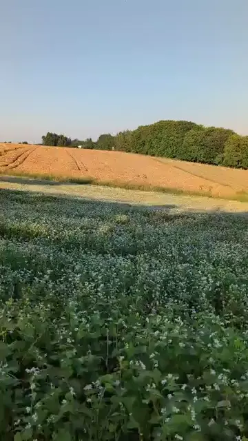 Pippin the Explorer!