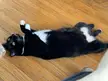 Pixie says it’s a good day to be upside down 