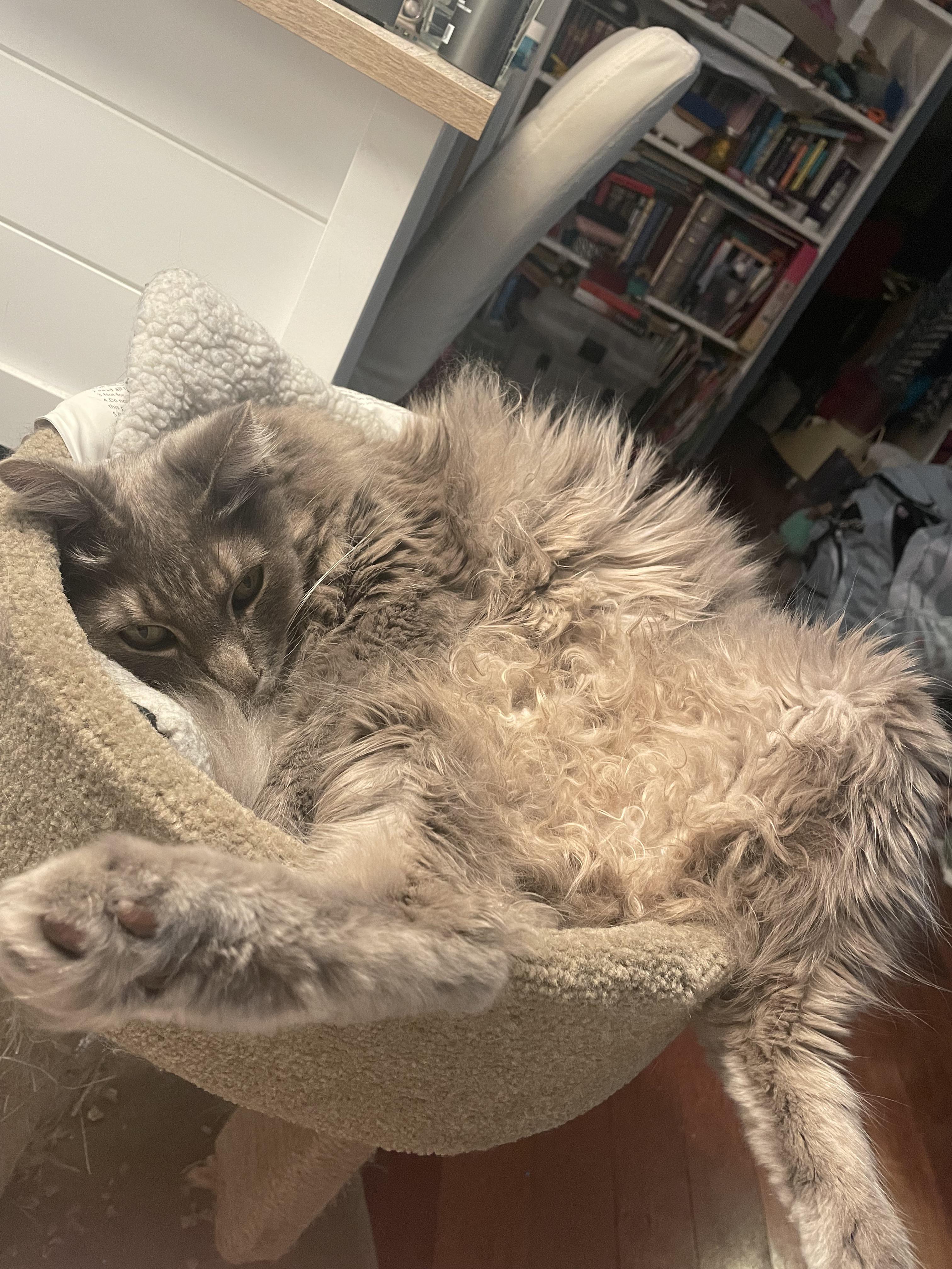 Miles, a fluffy grey and white cat, lounging in a cozy pet bed showing his cat belly.