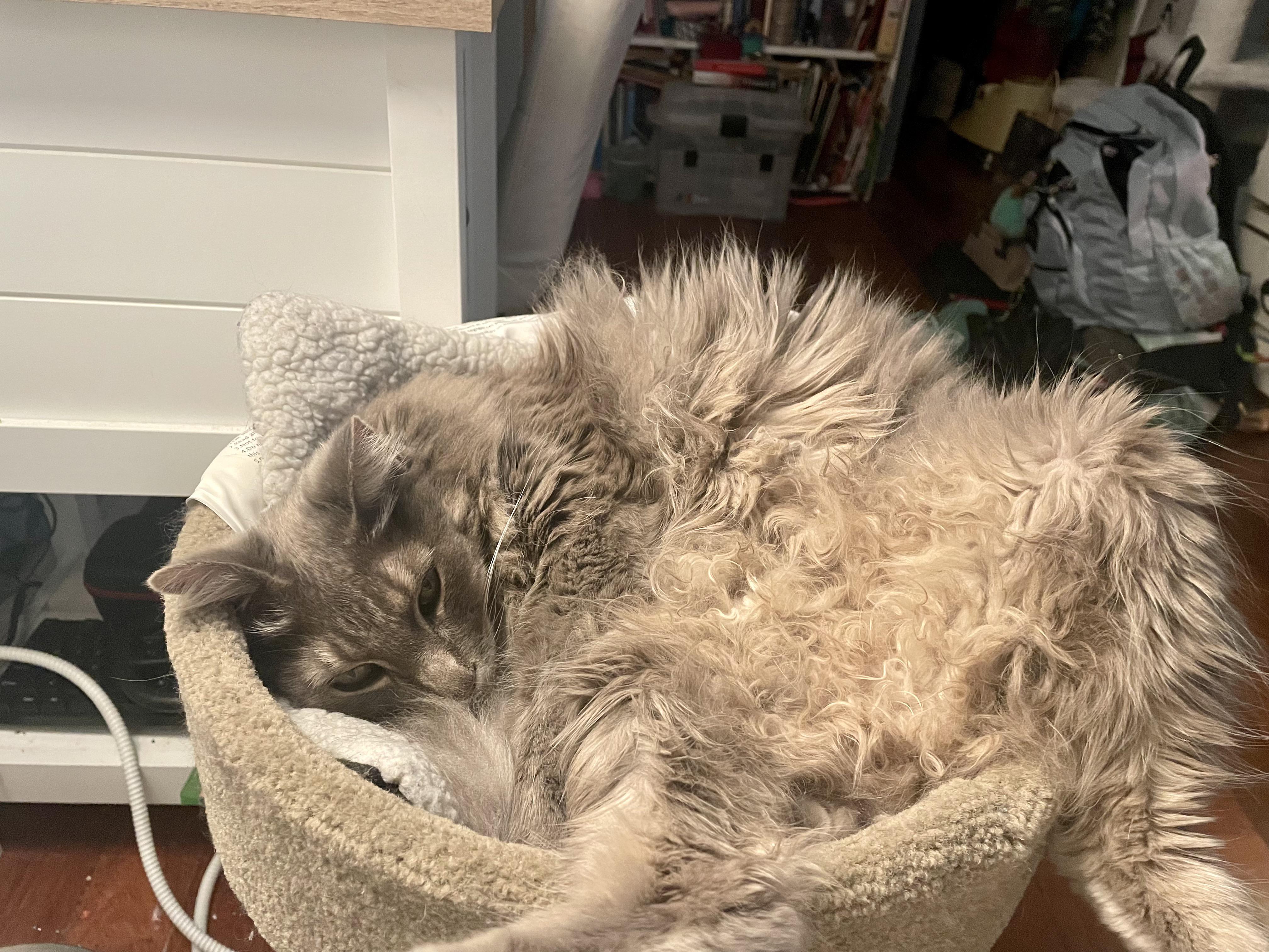 My boy miles, he sleeps like this.