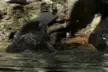 Platypus Fight