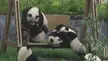 Playful pandas