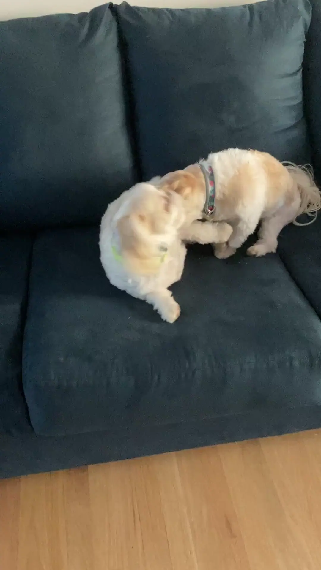 Playing or fighting? 