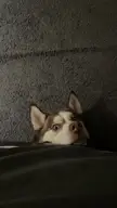Playing peek-a-boo from under the bed