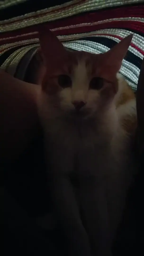 Playing with my kitty under the blanket.