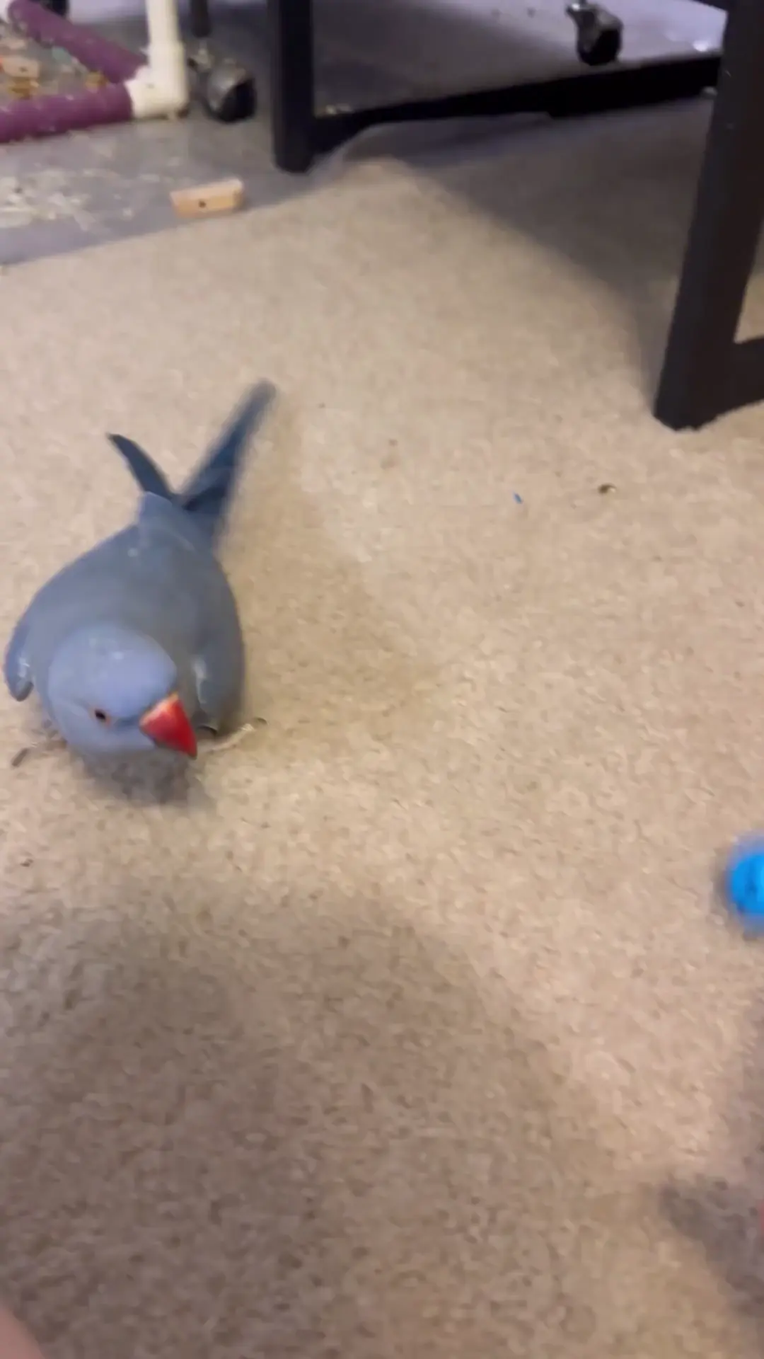 Playing with Nebula 🩵⚽️