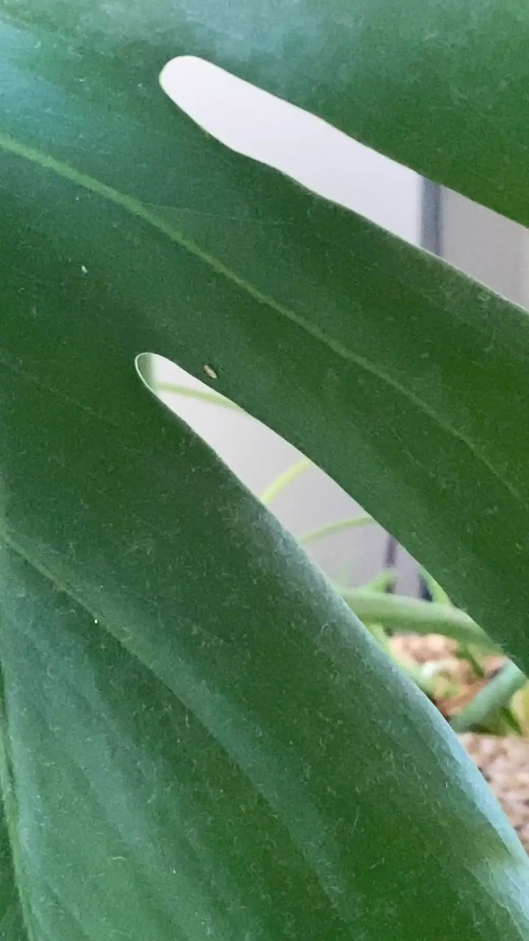 Please help! Springtails or thrips? (Or something else)