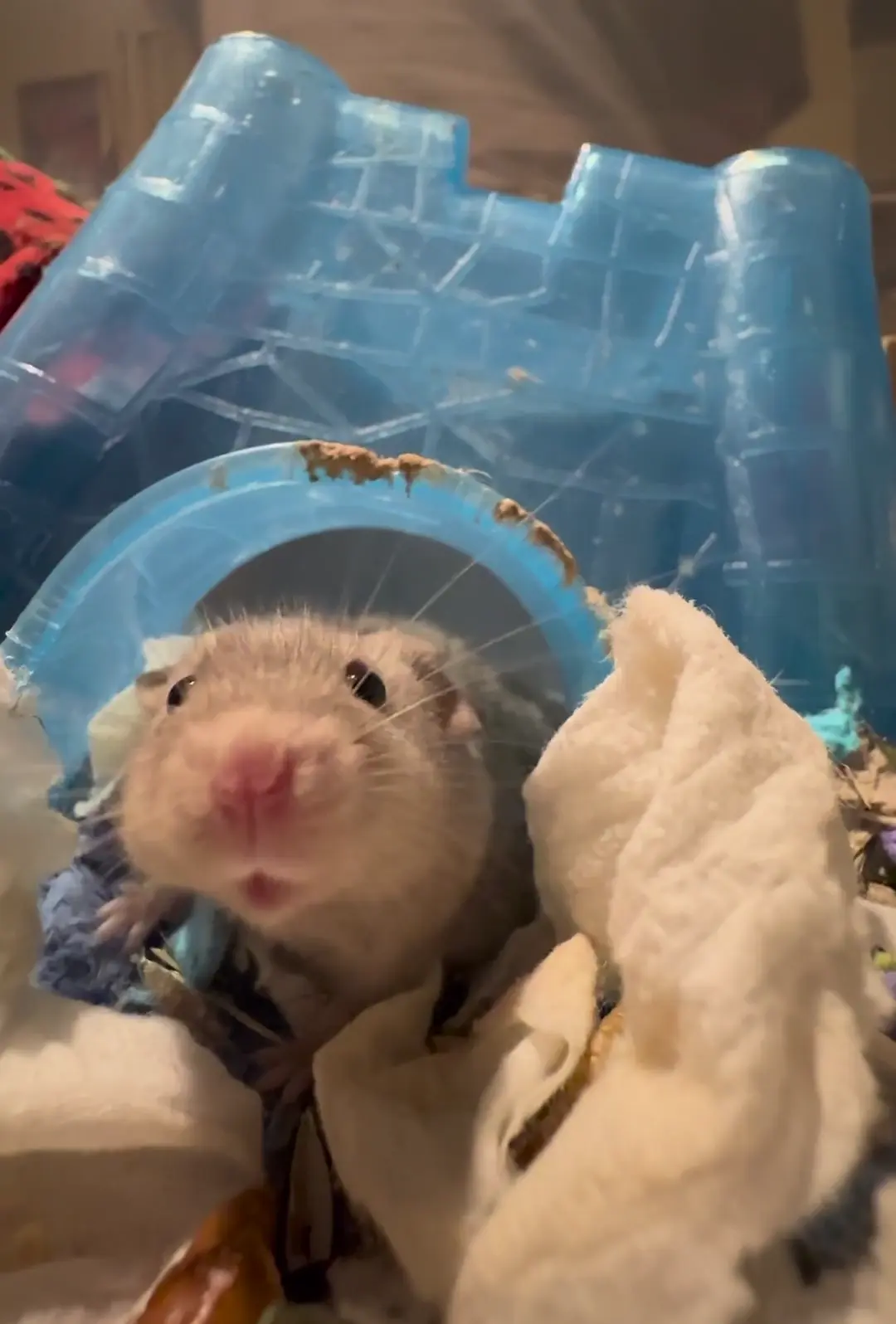 Pluto says hello!