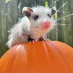 Possum on a pumpkin