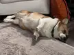 Post-Thanksgiving Bloat