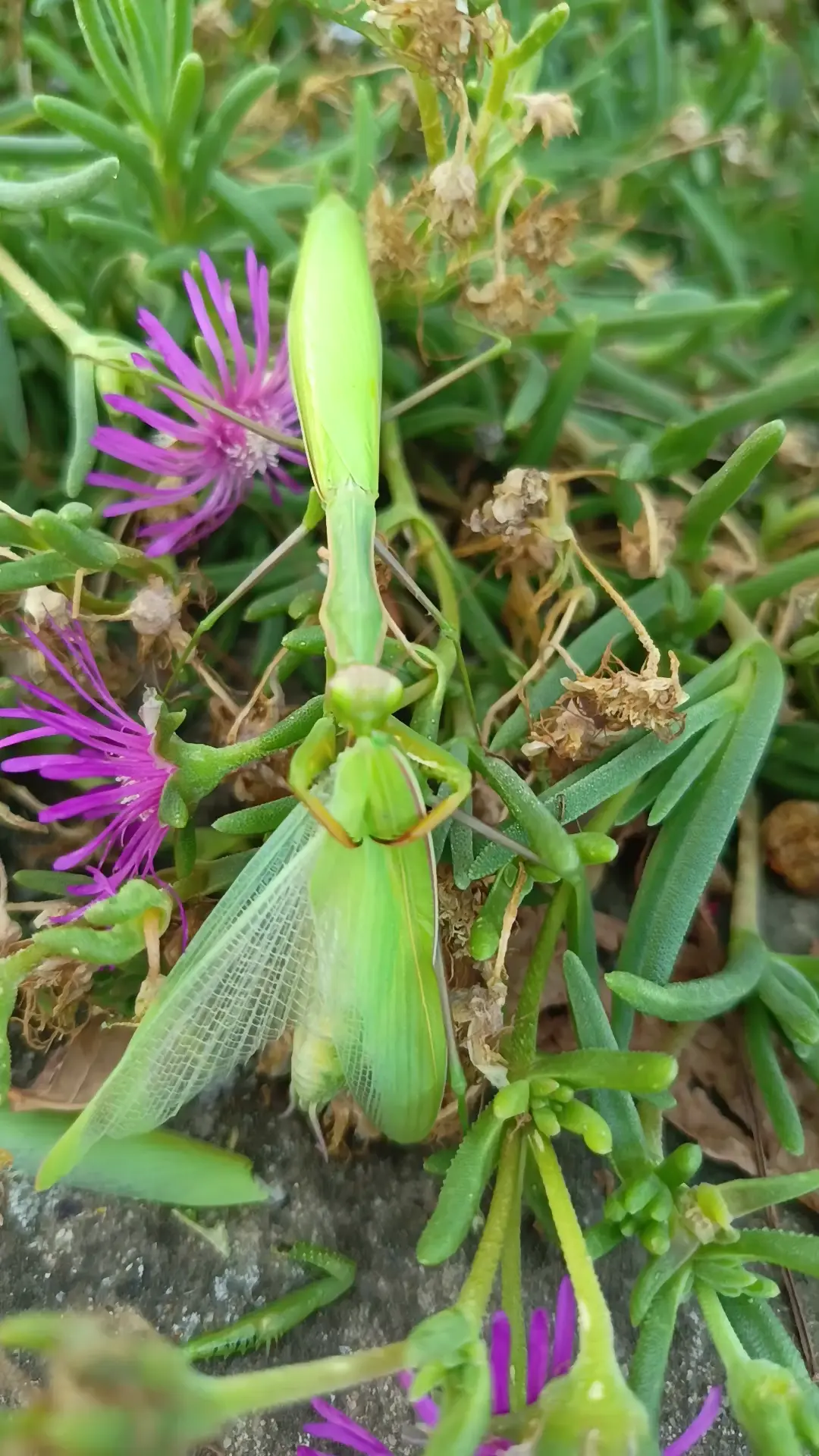 Praying mantis eating its mate 